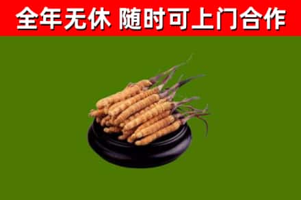 荷塘区回收冬虫夏草